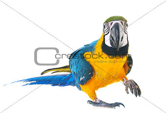 Blue-and-yellow macaw in studio