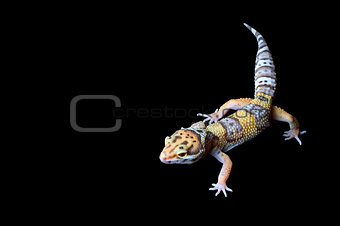 Bell Albino Gecko