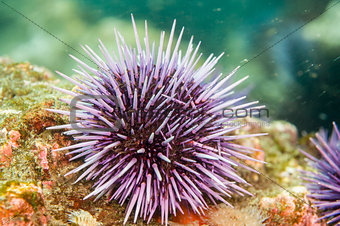 Purple Sea Urchin (Strongylocentrotus purpuratus) along Anacapa 