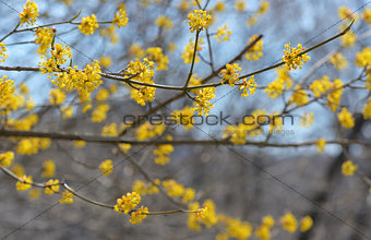 Yellow closeup spring blossoming tree brunch 