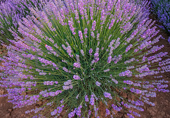 Amazing big lavender flower bushes close up.