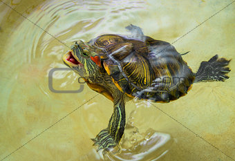 Red-eared turtle with an open mouth on the surface of the water.Protected, trying to bite.