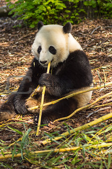 Giant panda sitting on the meadow busy eating bamboo chunks in a