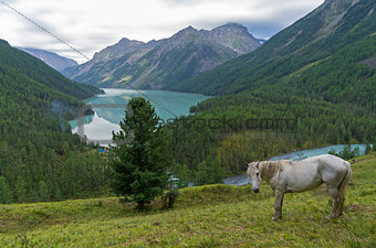 White horse on a hillside. Kucherla lake. Altai Mountains, Russia
