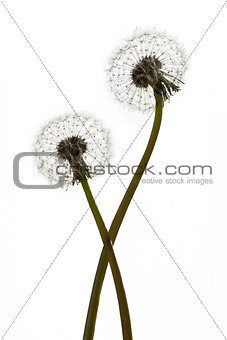 Dandelions (blowballs) on white background