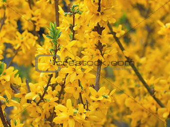 Yellow Forsythia Flowers 