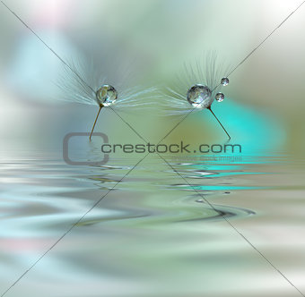 Beautiful flowers reflected in the water, spa concept.Tranquil abstract closeup art photography.Floral fantasy design.Spa still life.Amazing Background.
