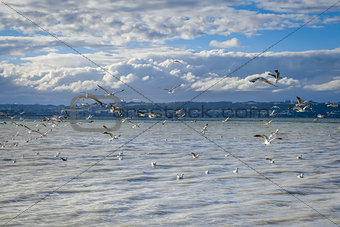 Seagulls on Rotorua lake , New Zealand
