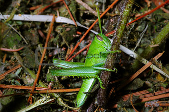 Full-body photo of grasshopper in habitat
