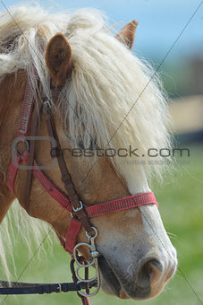 Purebred horse closeup