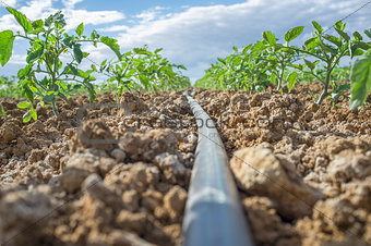 Young tomato plants drip irrigation system. Ground level view
