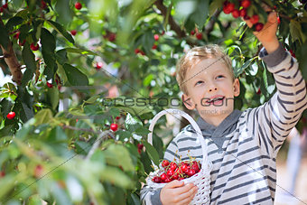 kid picking cherries