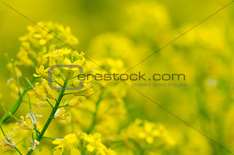 Yellow coleseed flowers grow in fresh