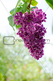 Beautiful branch of lilac bushes growing in the spring 