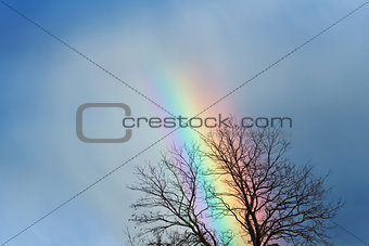 Beautiful rainbow behind barren tree branches