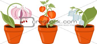 Colorful flowers in pots Vector