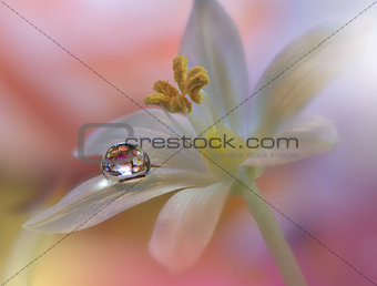 Abstract macro photo with Flowers and water drops.Art photography.Creative Wallpaper.