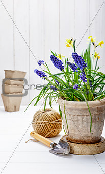 Spring flower muscari and narcissus in pot