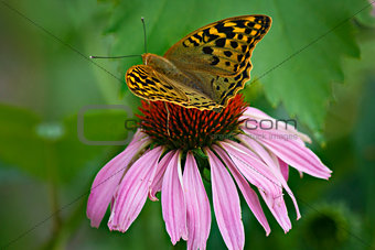 A macro photo of the butterfly on the flower