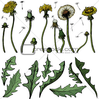 Vector illustration dandelions with leaves flower meadow. Summer flower natural season beautiful yellow dandelion.