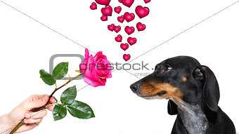 dog valentines rose 