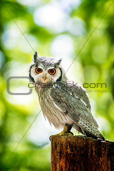 Owl Sitting on Stump