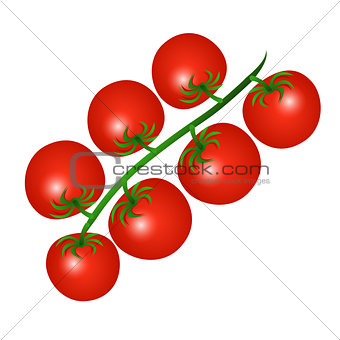 Vector illustration of a red cherry tomatoes on a branch isolate