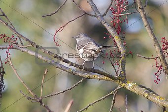 Santa Rosa, California - bird Northern Mockingbird.