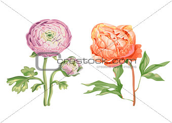 Beautiful gentle pink peony flowers isolated on white background. A large buds on a stem with green leaves. Botanical vector Illustration.