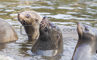 Sea lion eating a fish