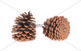 Two pine cones isolated