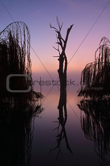 Foggy silhouetted trees on he lake at sunrise