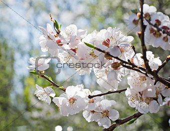 Apricot blooming in the garden. Beautiful spring seasonal background good for greeting card, wedding invitation, web.
