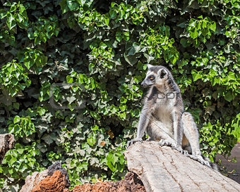 A ring-tailed lemur catta sitting on a tree