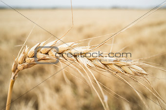 One grain ear over wheat grain field
