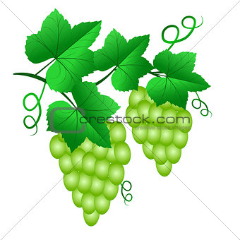 Two Bunch of green grapes with leaves isolated on white backgrou