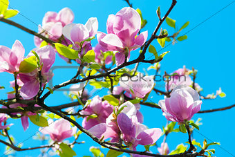 Magnolia Flowers Tree