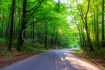 empty road in the forest on a summer day
