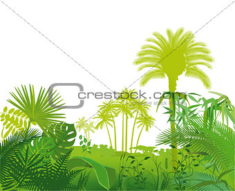 Tropical exotic plants illustration
