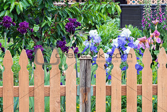 Picket Fence by Colorful Iris Flowers in  Backyard Garden