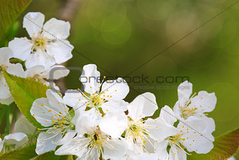 Close up on white cherry blossoms isolated.