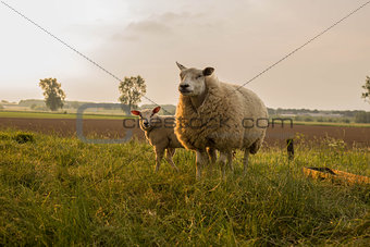mother and child Sheep in the meadow on a beautiful summer day in the netherlands