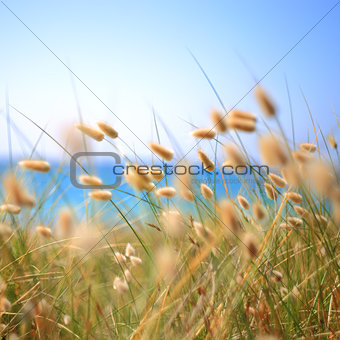 Bunny Tails Grass Lagurus Ovatus