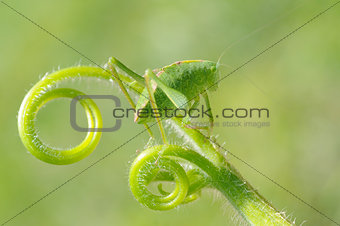 Greater angle-wing katydid (Microcentrum rhombifolium) in late instar phase (juvenile)