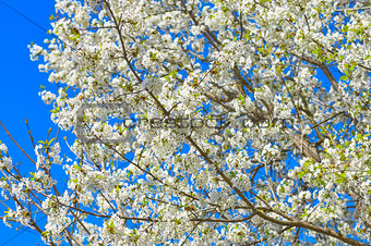 Blossoming apple tree, white flowers on green branches on a blue
