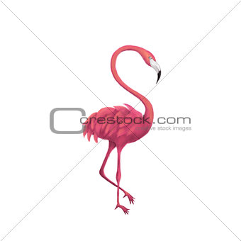Flamingo over White