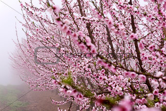 Peach tree in bloom, with pink flowers, in a foggy day, at sunrise