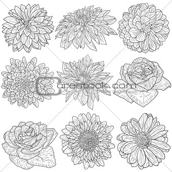Beautiful monochrome sketch, black and white flower isolated