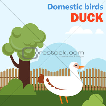 Domestic bird duck