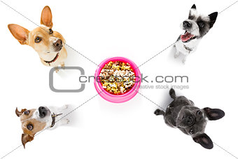 hungry  couple of dogs with food bowl